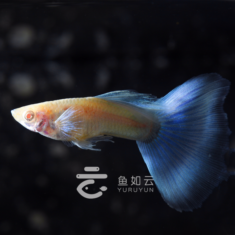 蓝白天空兰白大c缎带孔雀纯种孔雀鱼小型热带鱼精品活体观赏鱼