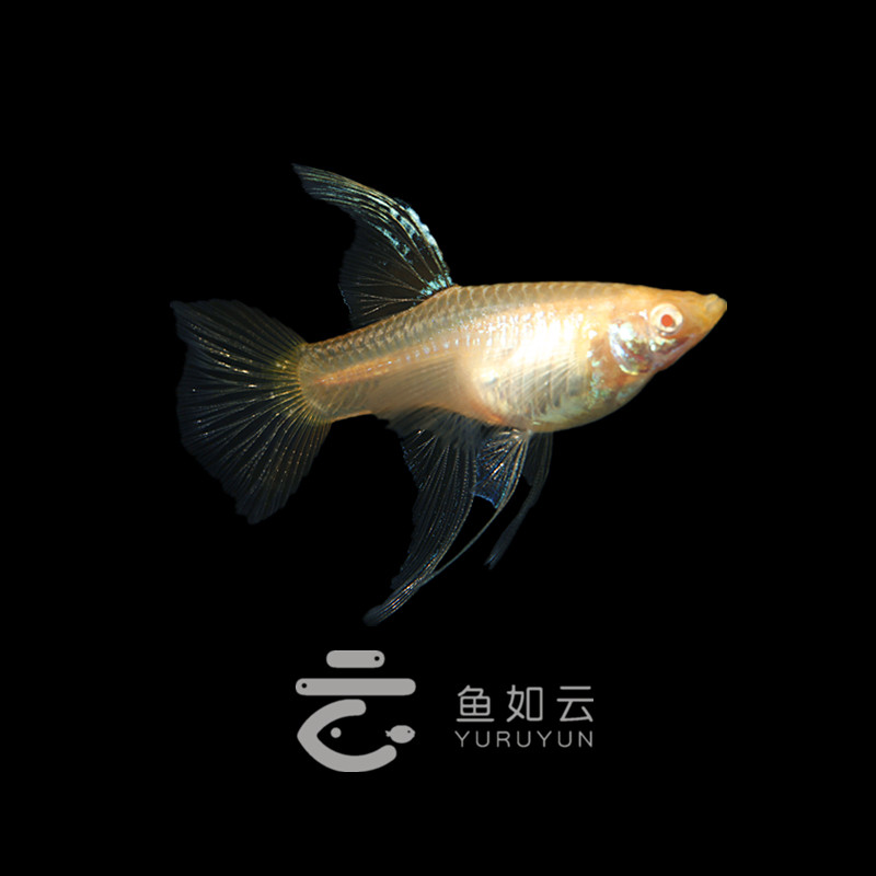 红蕾丝白子大c缎带血红蕾丝纯种孔雀鱼小型热带鱼精品活体观赏鱼