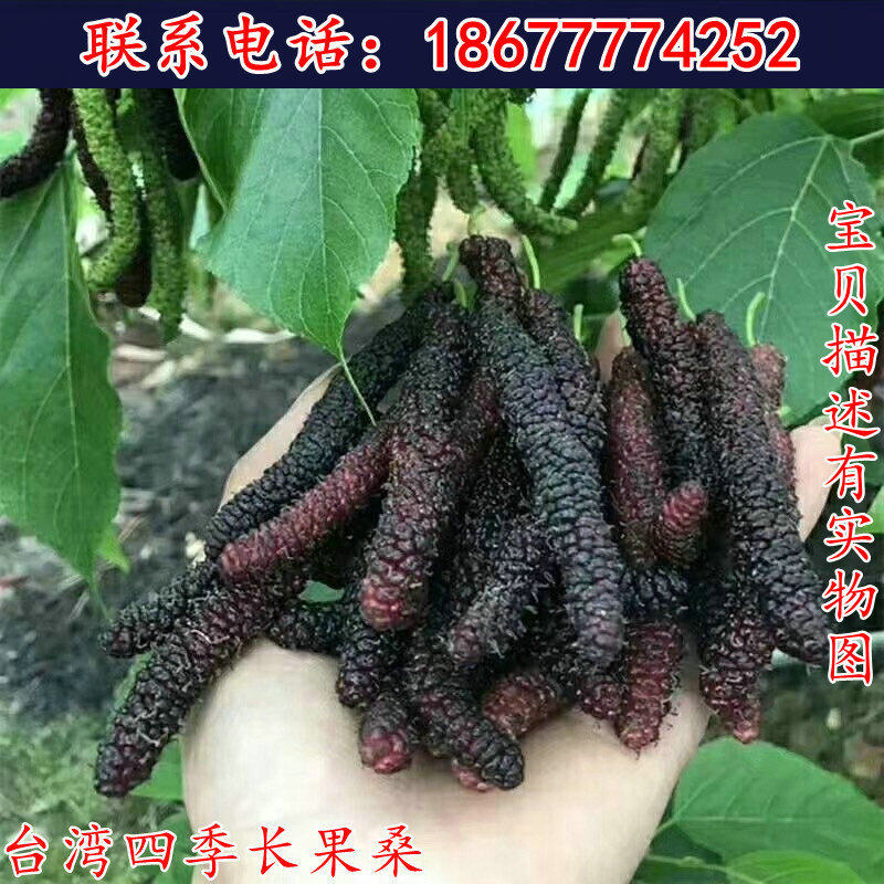长果桑葚树苗台湾四季果桑苗长果桑大果桑无籽带土当年结果南北方