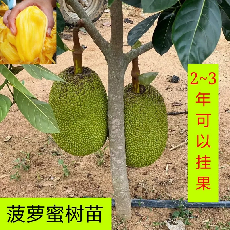 菠萝蜜苗海南菠萝蜜树苗木菠萝四季结果南方种泰国菠萝蜜当年结果