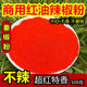 不辣秦椒特香红油辣椒粉500g 面筋凉皮调料线椒甜椒超细辣椒面 包邮