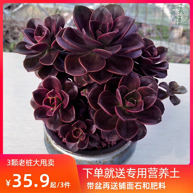 巧克力方砖老桩精品多肉植物稀有品种大颗好养花卉种子绿植小盆栽