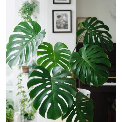 龟背竹北欧网红绿植室内盆栽办公室植物大型真叶大花卉客厅除甲醛