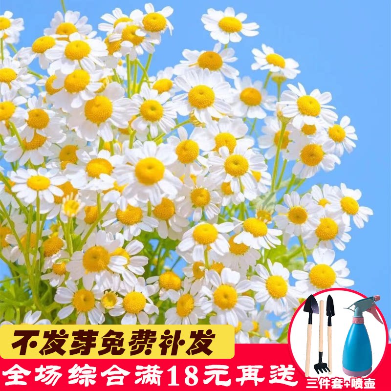 洋甘菊种子四季开花易活室内外盆栽花卉植物白晶菊小雏菊花种籽子