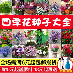 花种子四季播种开花易活向日葵室内外花卉植物盆栽庭院太阳花种子