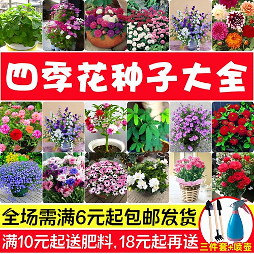 花种子四季播种开花室内室外易活