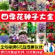 花种子四季 播种开花易活向日葵室内外花卉植物盆栽庭院太阳花种子