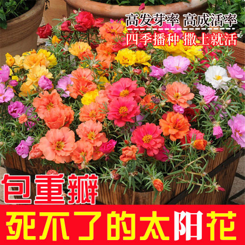重瓣太阳花种子四季播种易活开花