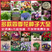 花种子籽子四季 播种开花易活室内室外花卉植物盆栽庭院太阳花种子