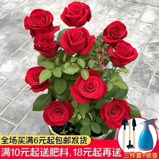 玫瑰花种籽子四季播种开花易活室内花卉植物盆栽室外庭院鲜花种子