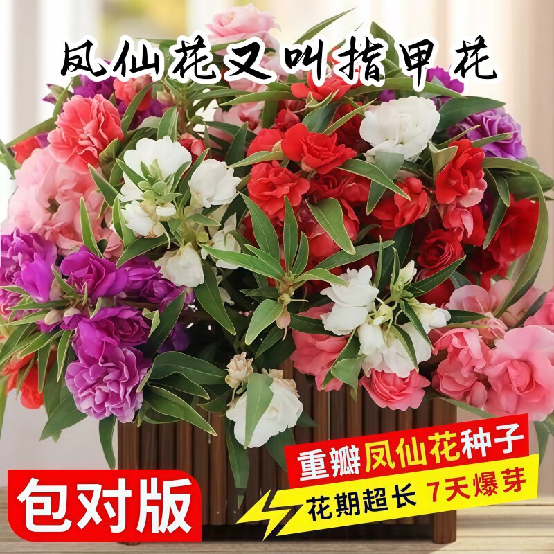 重瓣凤仙花种子四季开花易活盆栽指甲花种籽庭院室内外植物花种子