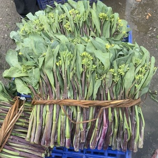 潮汕本地正宗棉湖红脚芥蓝花大棚寮红脚芥蓝现摘新鲜发货农家菜