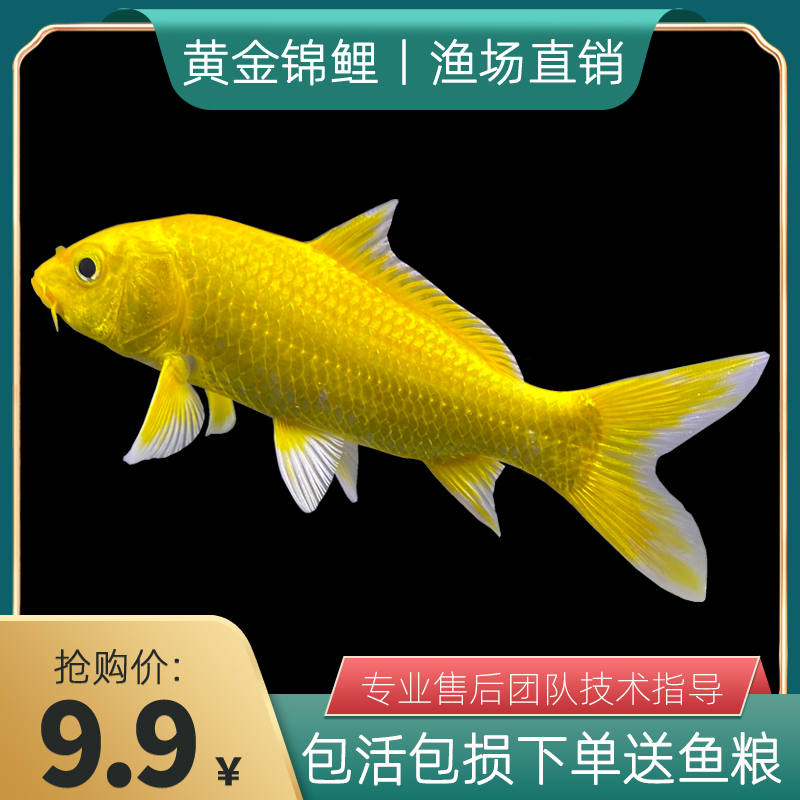 黄金锦鲤观赏鱼冷水鱼金鱼苗