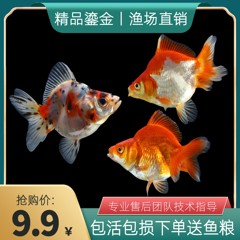 高背鎏金金鱼哪个牌子好 高背鎏金金鱼品牌排名前10名 最宠网 高背鎏金金鱼哪个牌子好 高背鎏金金鱼品牌排名前10名 最宠网