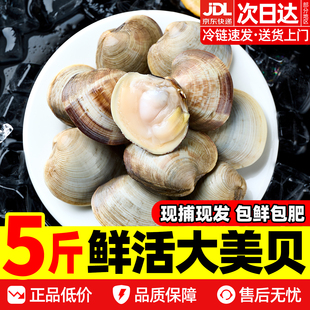 鲜活美贝蛤蜊超大新鲜花蛤文蛤鲜活贝类海鲜水产包肥包鲜京东冷链