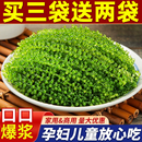 儿童海葡萄水葡萄新鲜绿色鱼子酱盐渍海葡萄官方旗舰店爆珠海葡萄