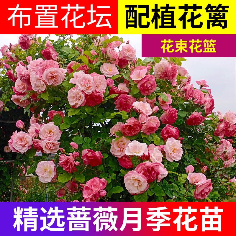 龙沙宝石大苗价格 龙沙宝石大苗图片 星期三