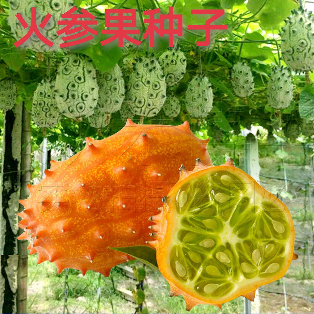 正品火参果种子非洲灭霸种籽刺角瓜火星果籽海参果特色水果种子