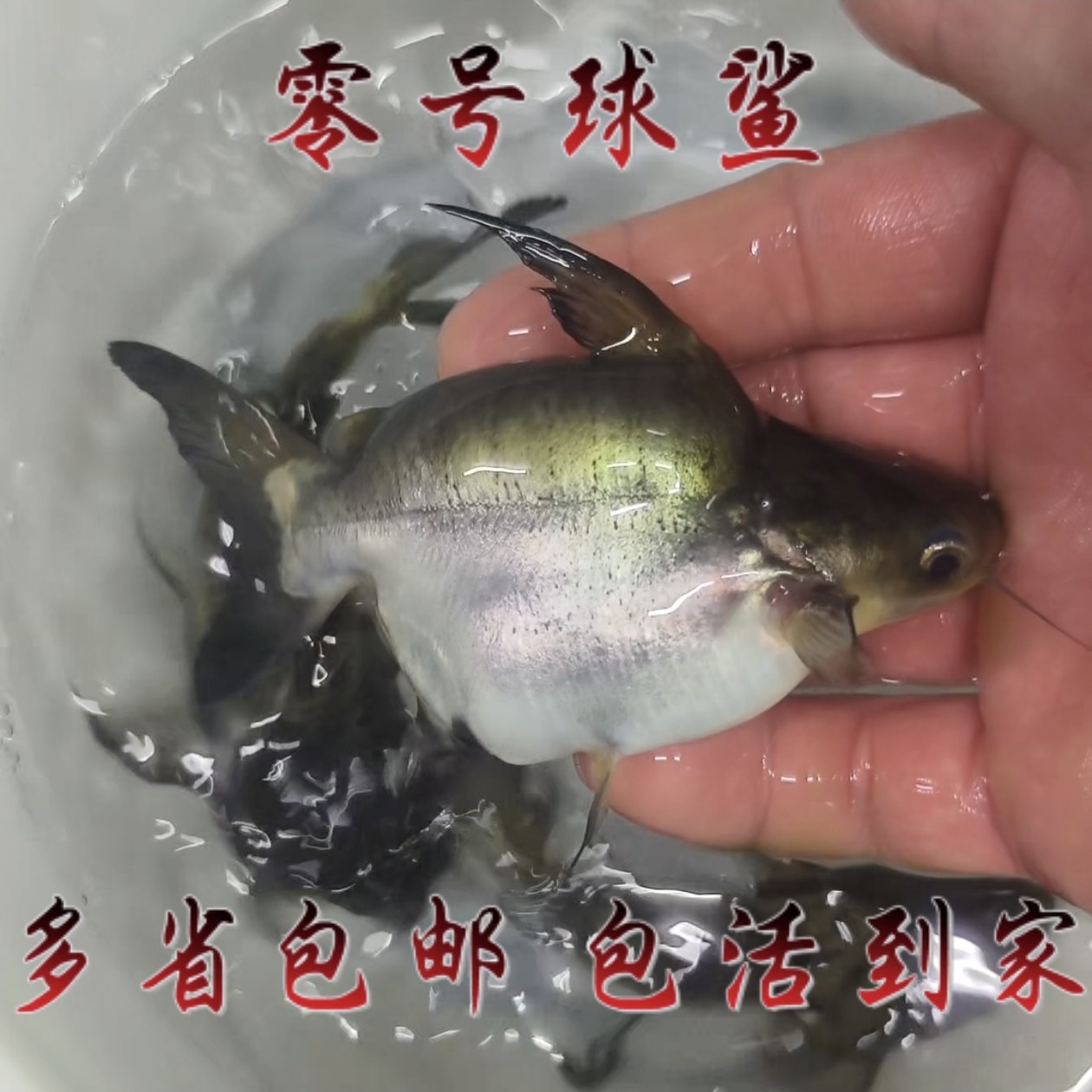 零号球鲨鱼苗观赏鱼淡水鲨鱼活体鱼