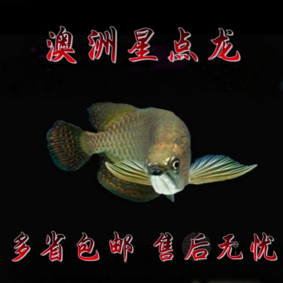 澳洲星点龙鱼活鱼练手龙鱼中大型凶猛热带鱼活体观赏鱼