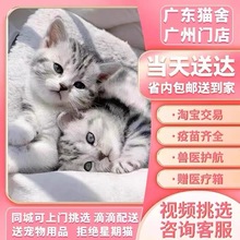 纯种活体标斑矮脚猫美短虎斑猫活物宠物猫咪加白折耳起司