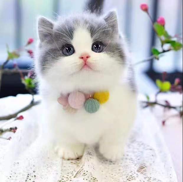 纯种蓝白英短猫活体英短蓝猫幼猫矮脚猫折耳小猫活物宠物猫咪幼崽