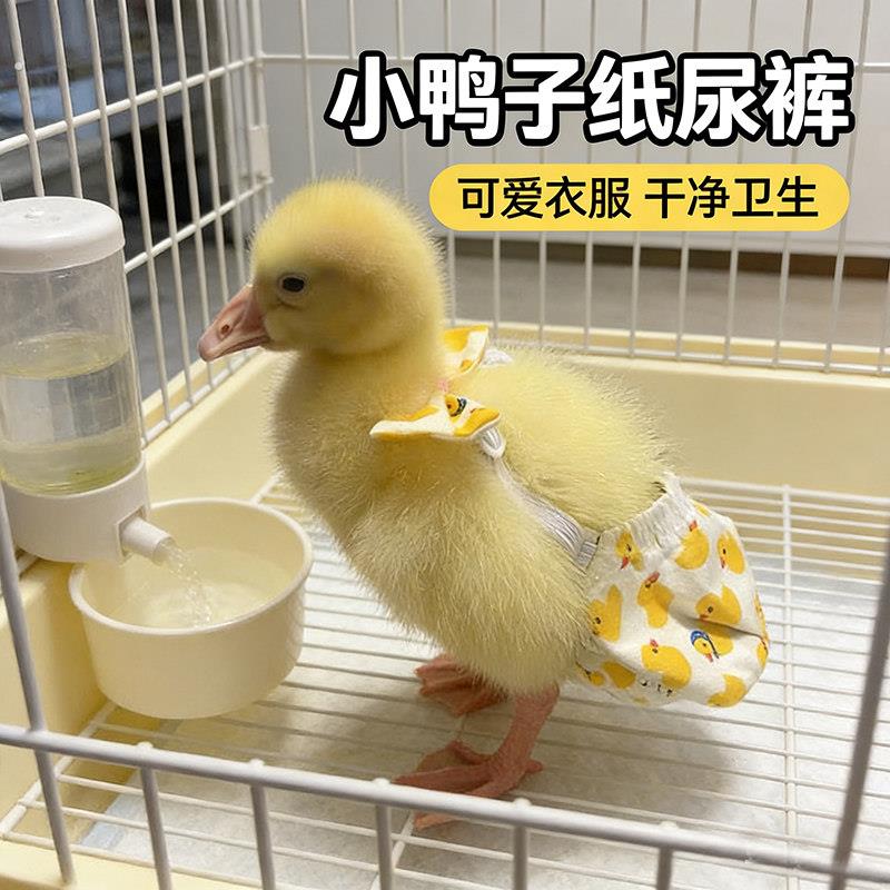 小鸭子专用衣服尿不湿宠物柯尔鸭穿的屁股兜鹅的防乱拉接屎尿神器