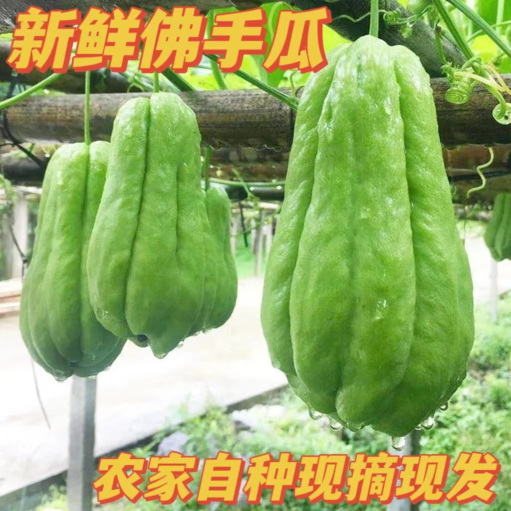 新鲜云南佛手瓜现摘现发