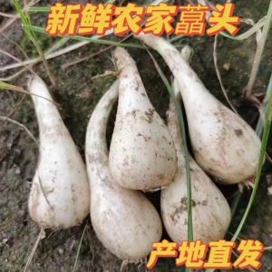 四川新鲜藠头现挖去叶荞头时令新鲜蔬菜农家精选茭白小蒜茭头3斤
