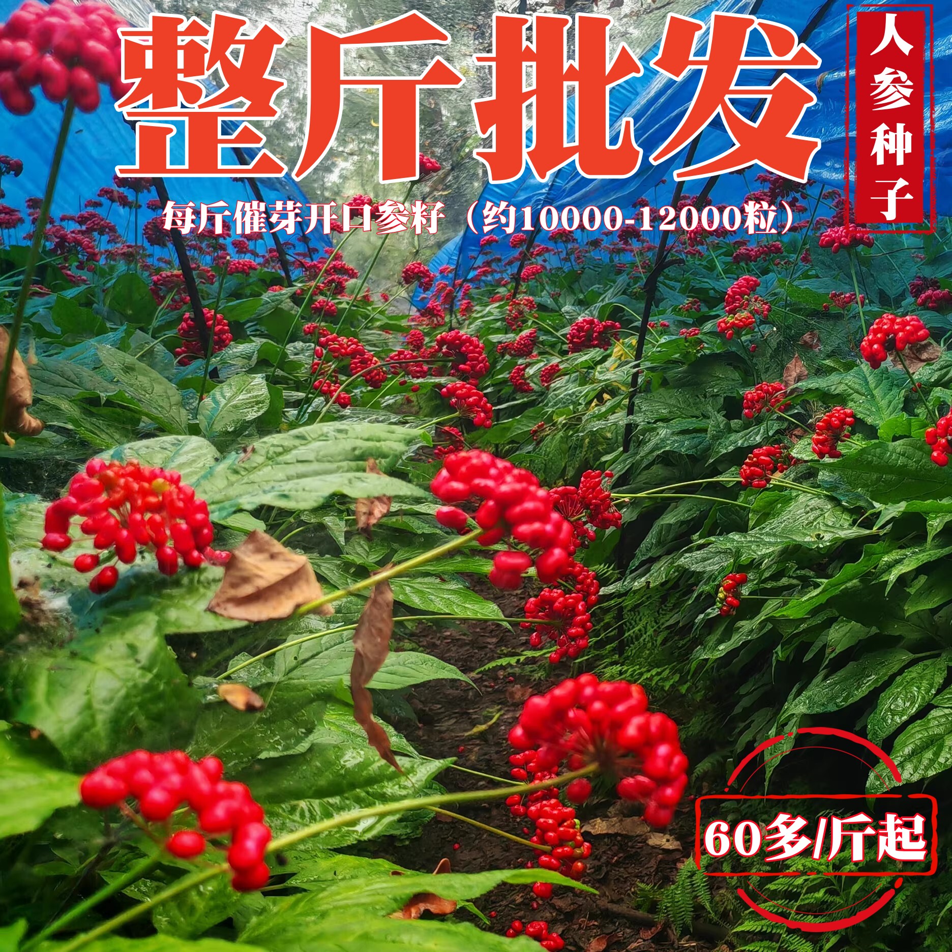长白山人参种子西洋参种子林下参