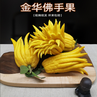 金华佛手鲜果佛手柑带枝水养佛手香橼小佛手观赏把玩新鲜佛手果柑