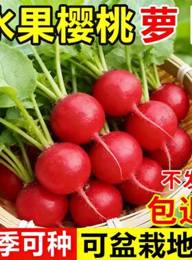 兰妃樱桃萝卜种子四季耐热耐寒