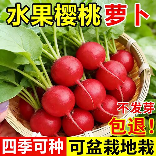 兰妃樱桃萝卜种子四季耐热耐寒