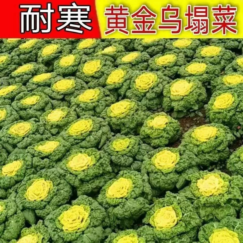 奶油黄心乌塌菜黄玫瑰雪里金花四季耐寒黄心菜菊花心菜秋冬季蔬菜