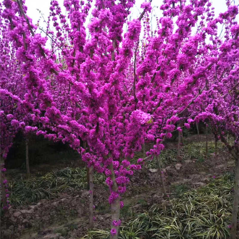 紫荆花树苗庭院耐寒花卉四季开花紫荆小苗绿化工程苗木丛生满条红