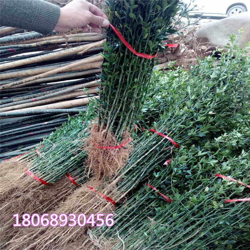 造刺树苗枸橘苗枳壳苗臭橘苗庭院果园防盗护栏围墙篱笆墙带刺植物