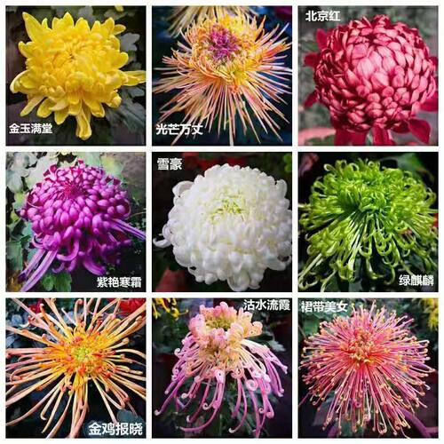 菊花小盆栽素材模板 菊花小盆栽图片下载 小麦优选