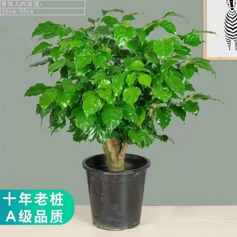 绿宝幸福树老桩盆栽盆景平安树植物室内绿植客厅四季常青懒人花卉