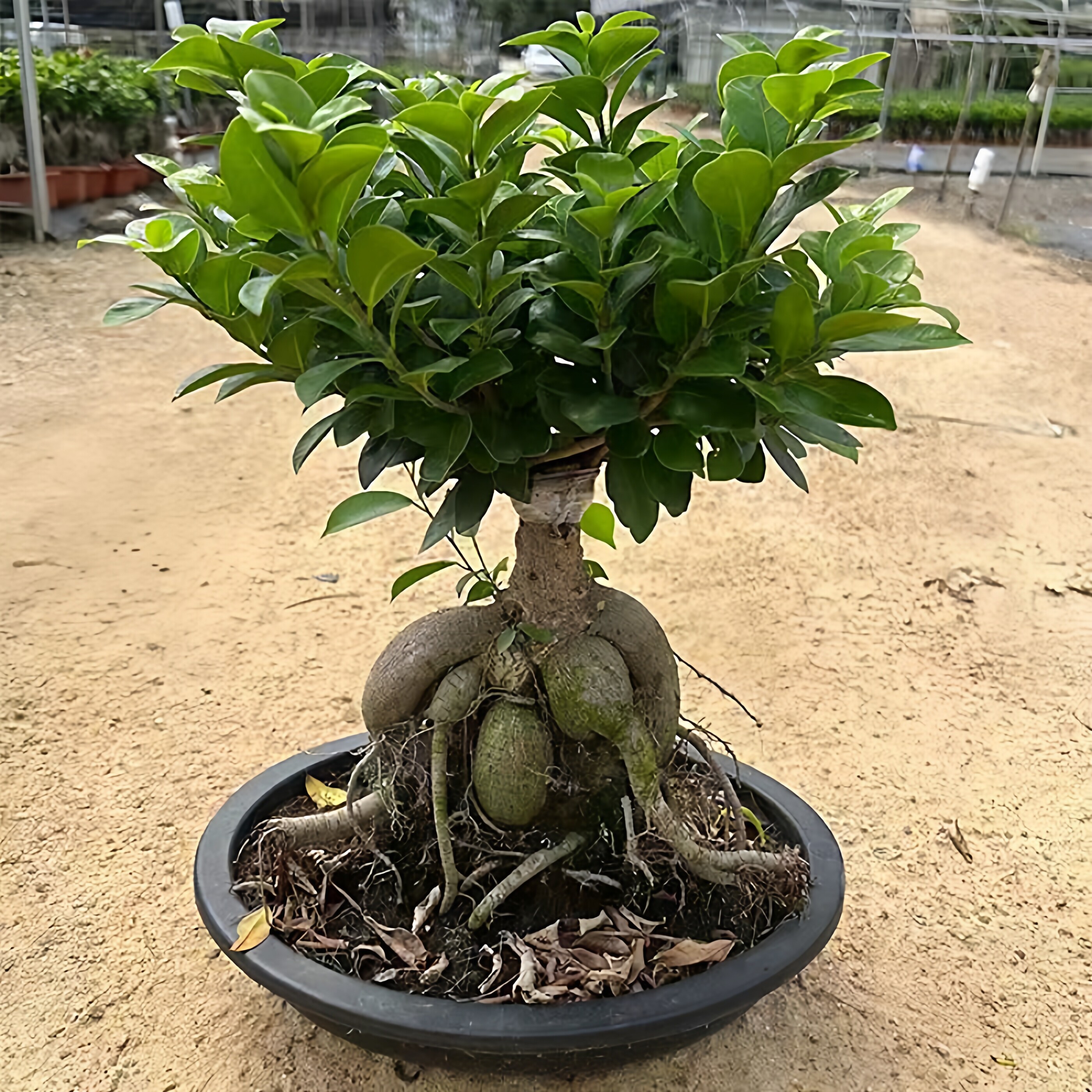 人参榕盆栽绿植提根老桩摇钱树观赏造型小叶榕树植物金钱榕盆景