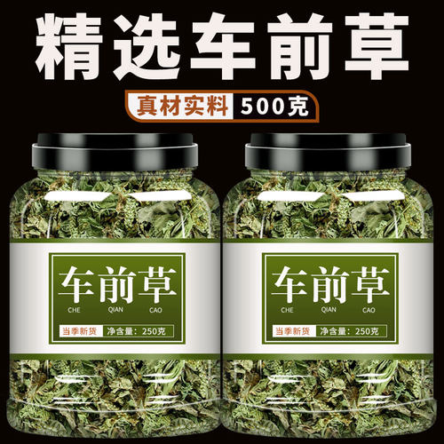 车前草中药材新鲜干货500g官方