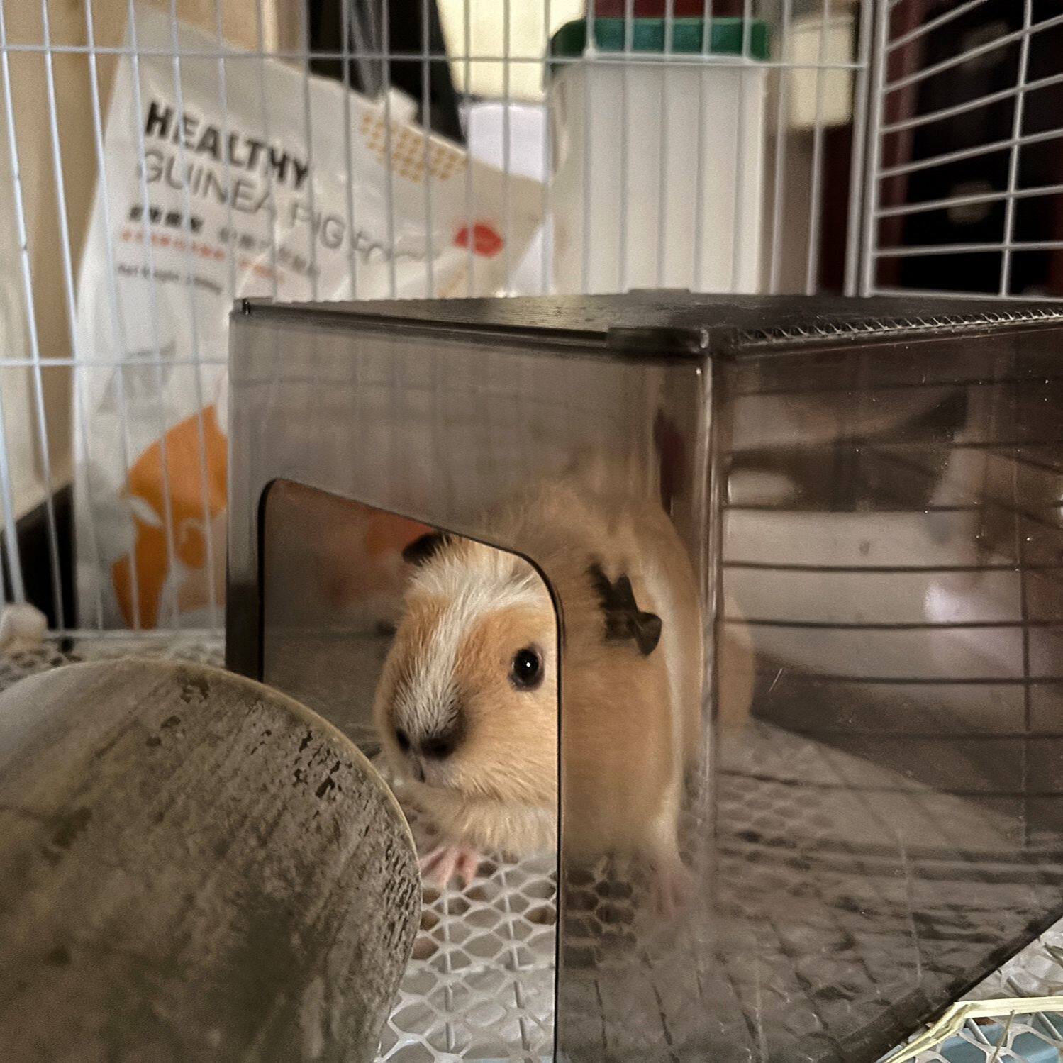 可爱鼠鼠躲避小屋仓鼠荷兰猪遮光房子金丝熊偷窥屋方形无底宠物