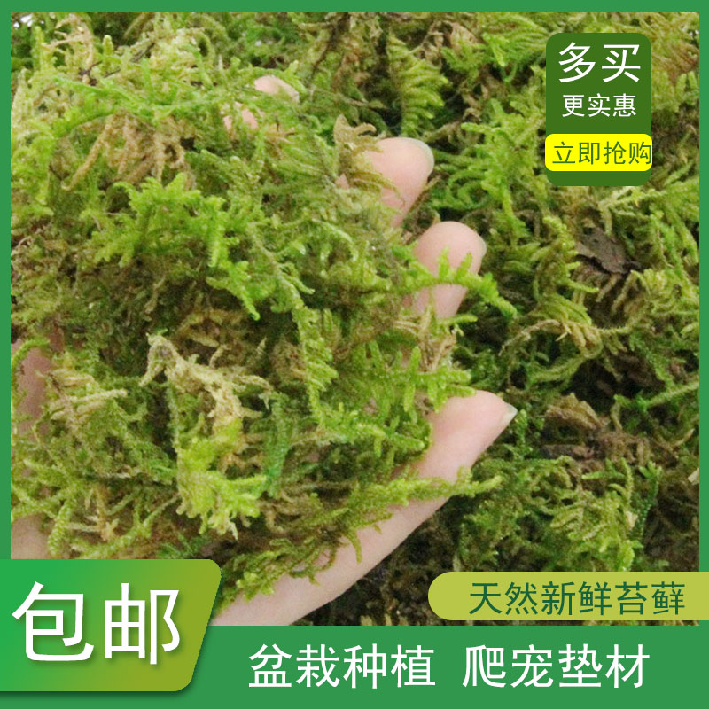 水苔干苔藓植物爬宠乌龟冬眠垫材兰花蝴蝶兰铁皮石斛种植营养土 鲜花速递/花卉仿真/绿植园艺 苔藓微景观 原图主图