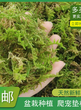 水苔干苔藓植物爬宠乌龟冬眠垫材兰花蝴蝶兰铁皮石斛种植营养土