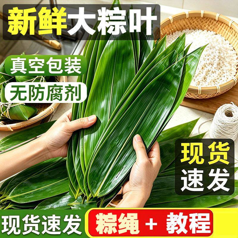 粽叶新鲜粽子叶大号大粽子叶湿粽叶端午节商用批发箬竹宽叶子鲜粽
