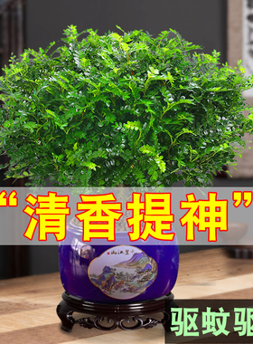 清香胡椒木盆栽客厅室内办公室绿植盆景好养庭院植物精致美观绿色