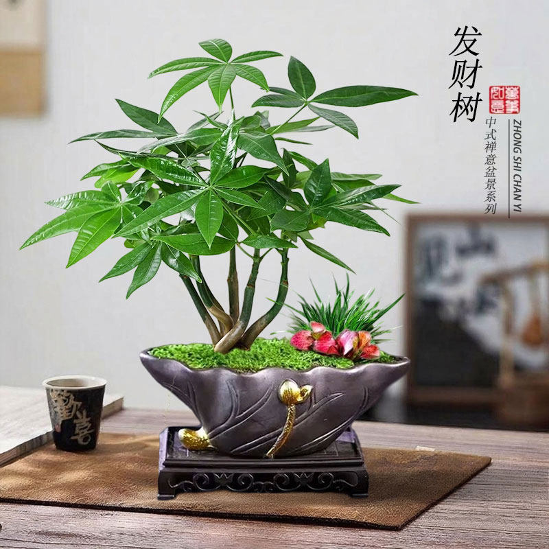 五福临门发财树盆栽创意五辫子造型盆景桌面创意绿植趣味四季常绿,鲜花速递/花卉仿真/绿植园艺,绿植,淘宝优惠券,粉丝福利购,淘宝优惠卷