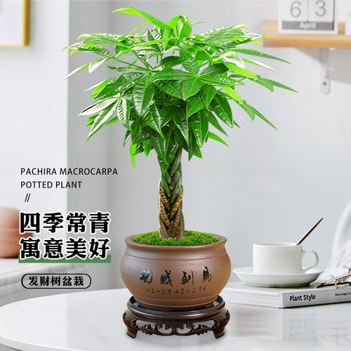 发财树盆栽卧室客厅书房