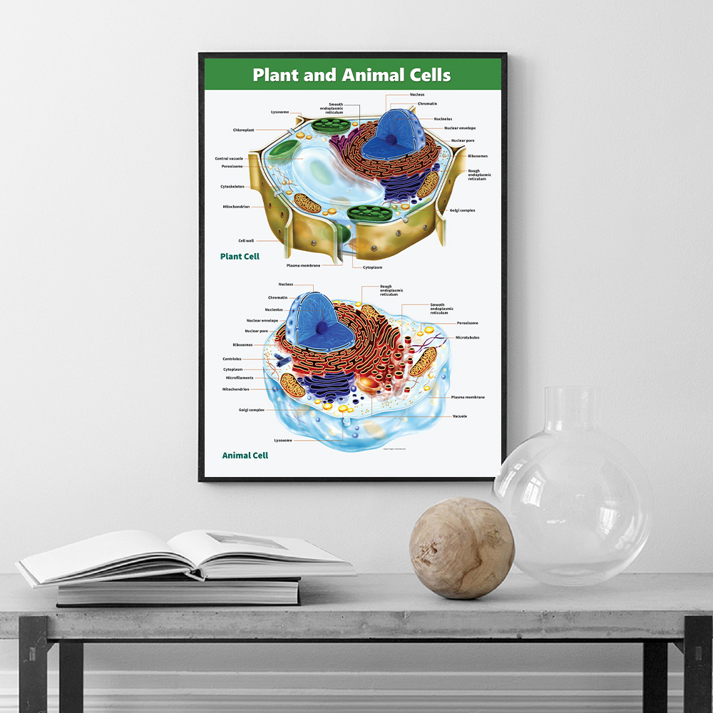 动植物细胞结构解剖图挂画生物学教室实验室办公室墙面布置装饰画