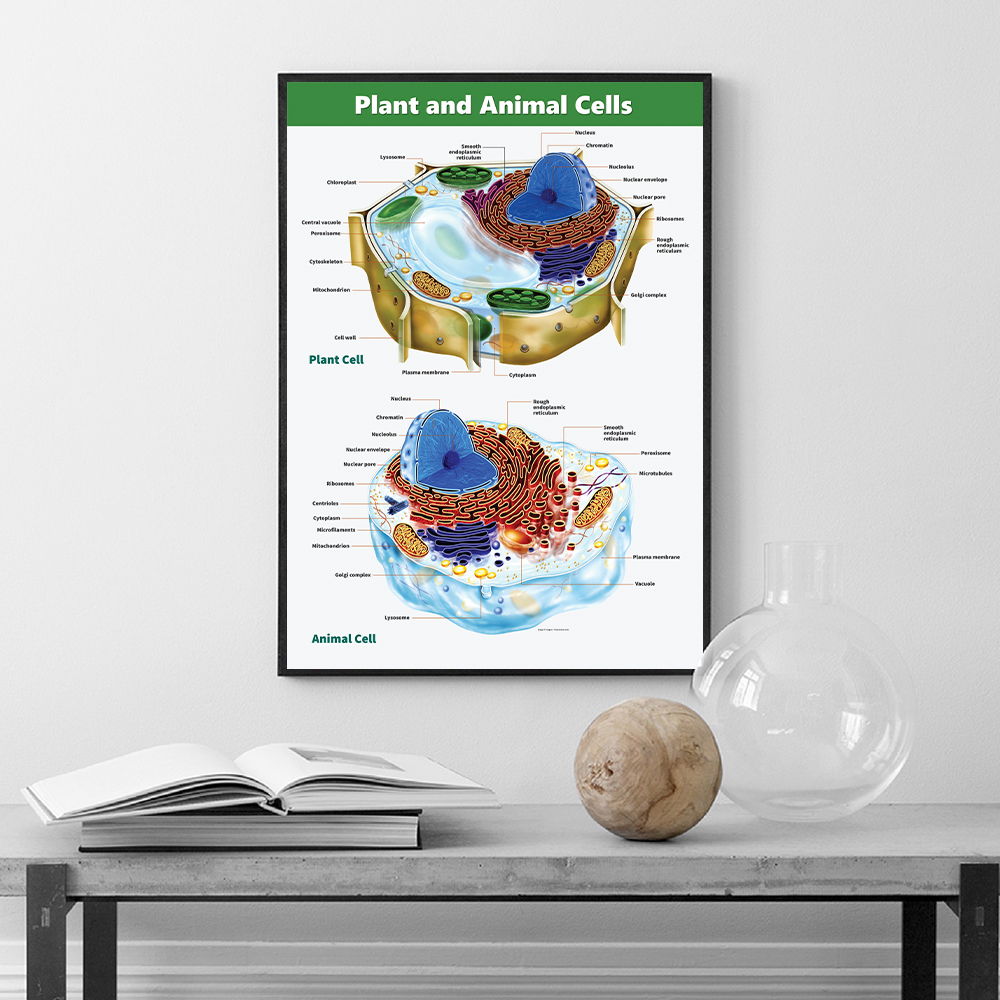 动植物细胞结构解剖图挂画生物学教室实验室办公室墙面布置装饰画图片