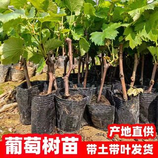 嫁接葡萄苗阳光玫瑰巨峰寒香蜜南方北方盆栽地栽种植当年结果树苗